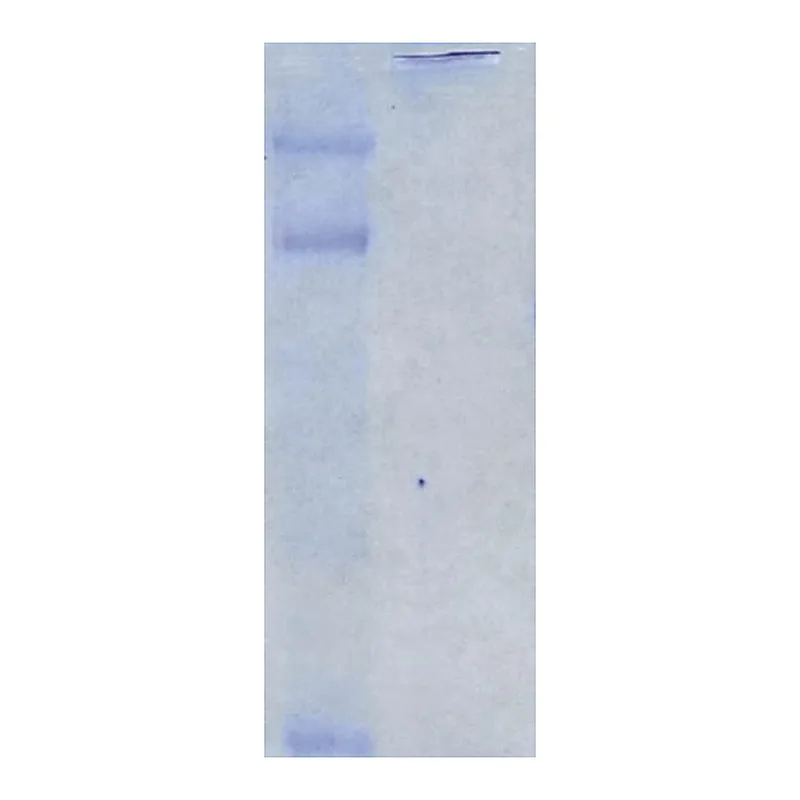 Merck Chicken Extracellular Chondroitin Sulfate Proteoglycans