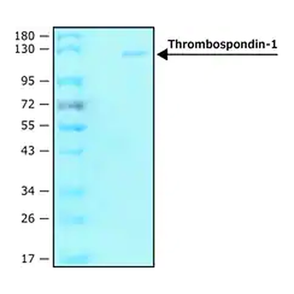Merck Thrombospondin-1 human