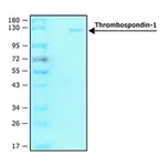 Merck Thrombospondin-1 human