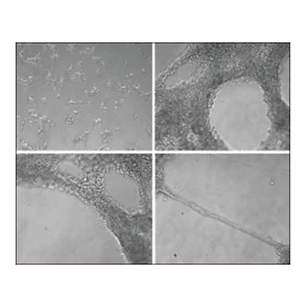 Merck Collagen from Engelbreth-Holm-Swarm murine sarcoma basement membrane