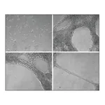 Merck Collagen from Engelbreth-Holm-Swarm murine sarcoma basement membrane