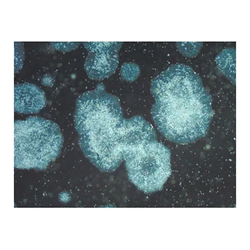 Merck PluriSTEM-XF Recombinant Vitronectin