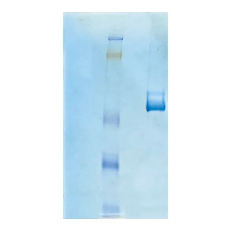 Merck Vitronectin, Human Purified Protein