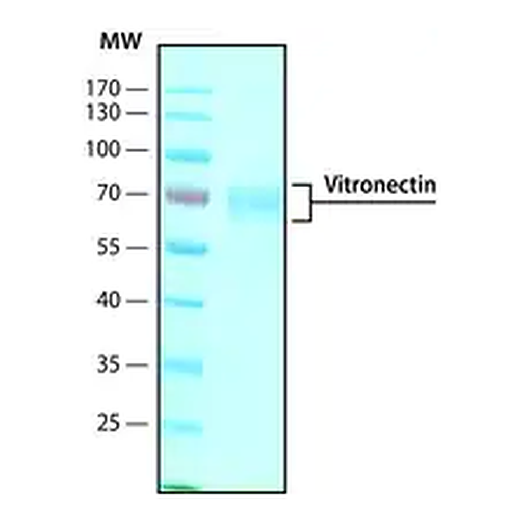 Merck Vitronectin human