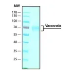 Merck Vitronectin human