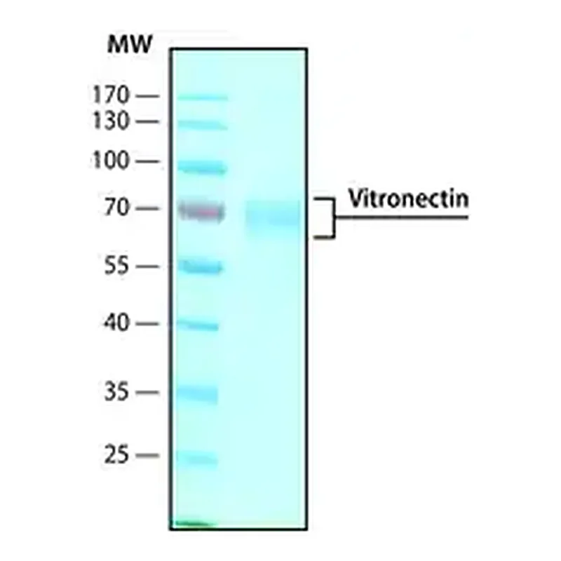 Merck Vitronectin human