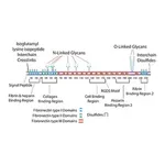 Merck Fibronectin Proteolytic Fragment from human plasma