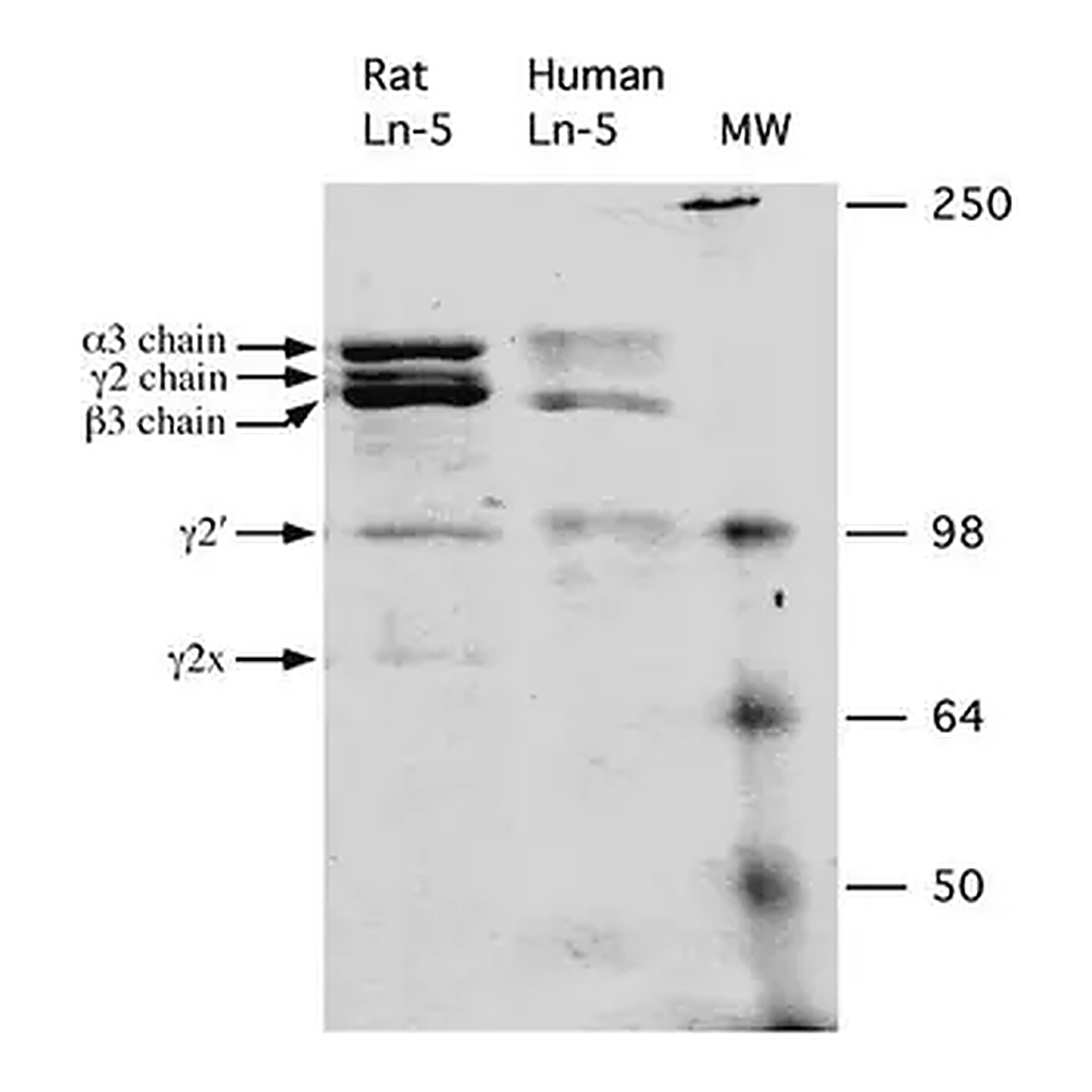 Merck Rat Laminin-5