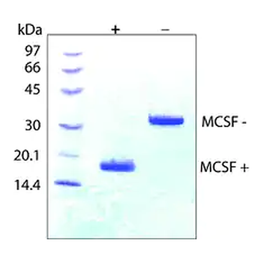 Merck Macrophage Colony-Stimulating Factor from mouse