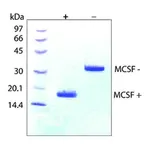 Merck Macrophage Colony-Stimulating Factor from mouse