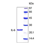 Merck Interleukin-6 human