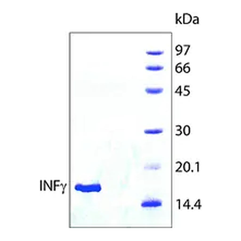Merck Interferon-γ human
