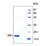 Merck Interferon-γ human