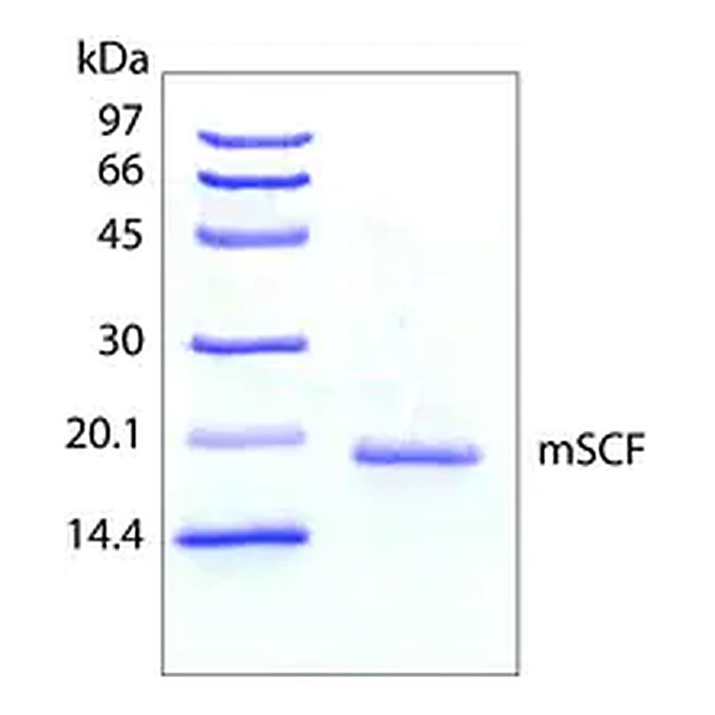 Merck Stem Cell Factor from mouse