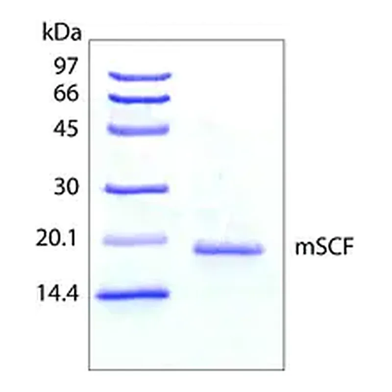 Merck Stem Cell Factor from mouse