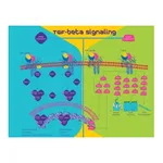 Merck Bone Morphogenetic Protein 4 human