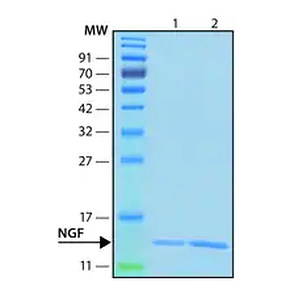 Merck Nerve Growth Factor-ß human