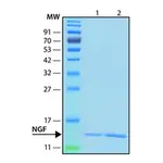 Merck Nerve Growth Factor-ß human