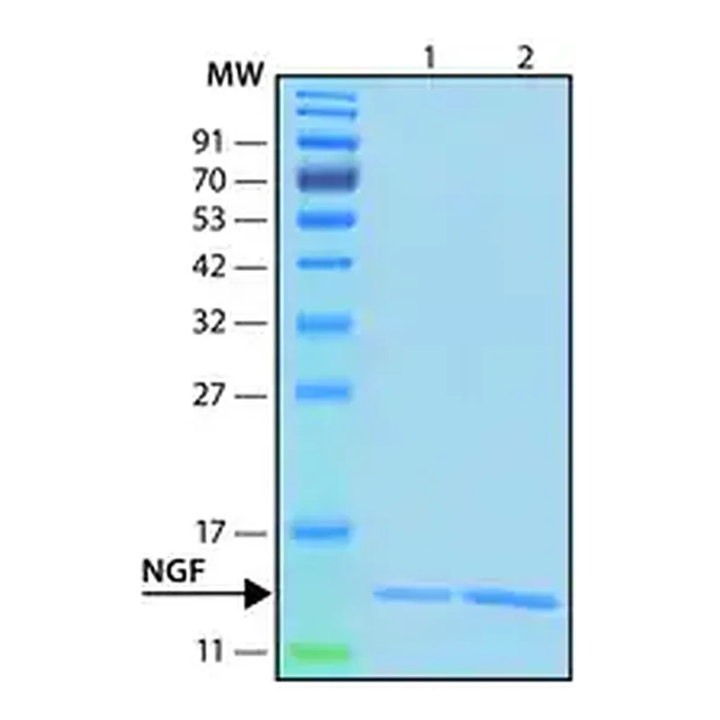 Merck Nerve Growth Factor-ß human