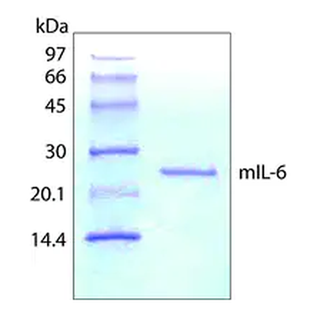 Merck Interleukin-6 from mouse