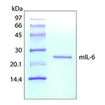 Merck Interleukin-6 from mouse