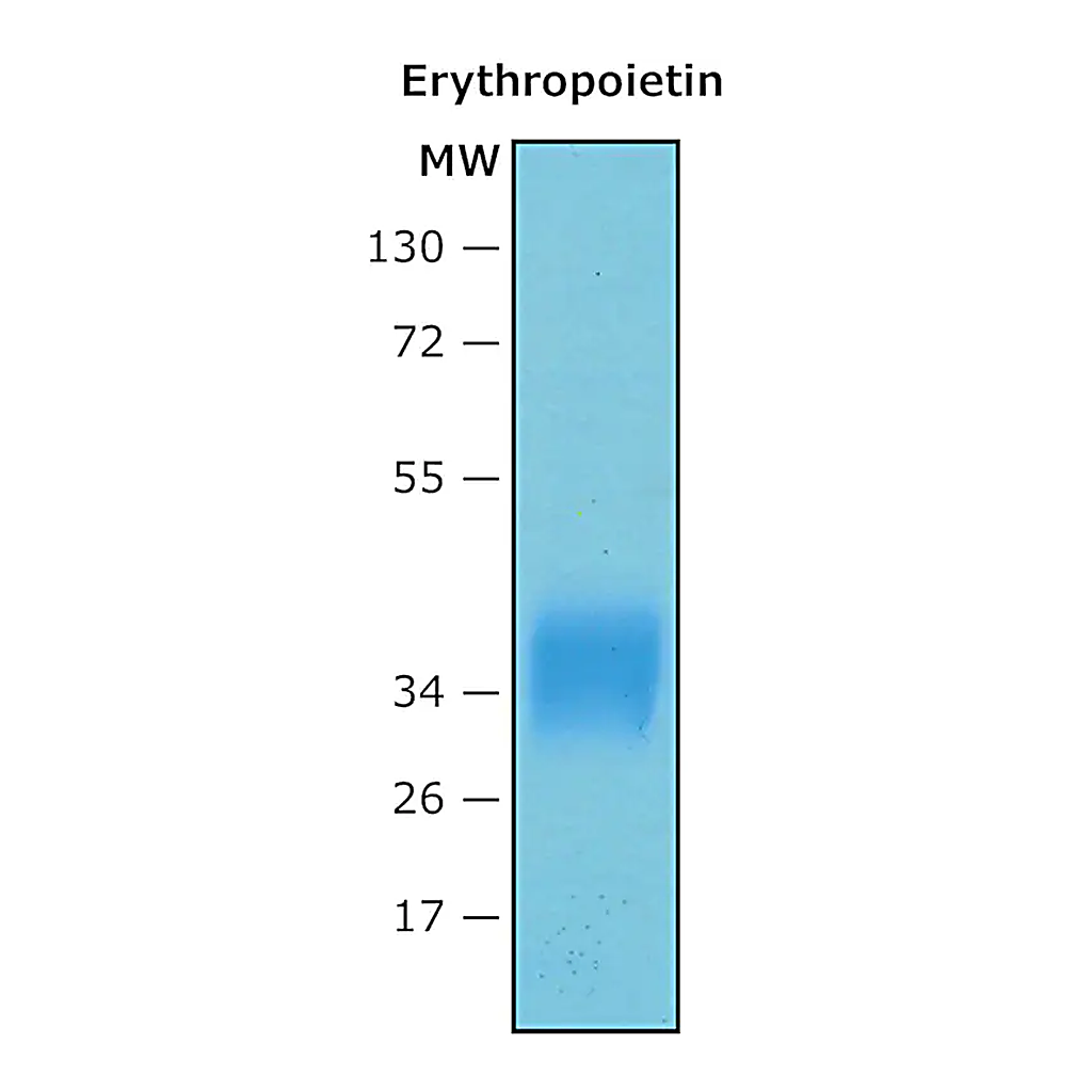 Merck Erythropoietin (EPO) human
