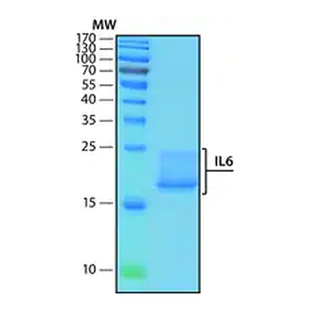 Merck Interleukin-6 human