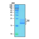 Merck Interleukin-6 human