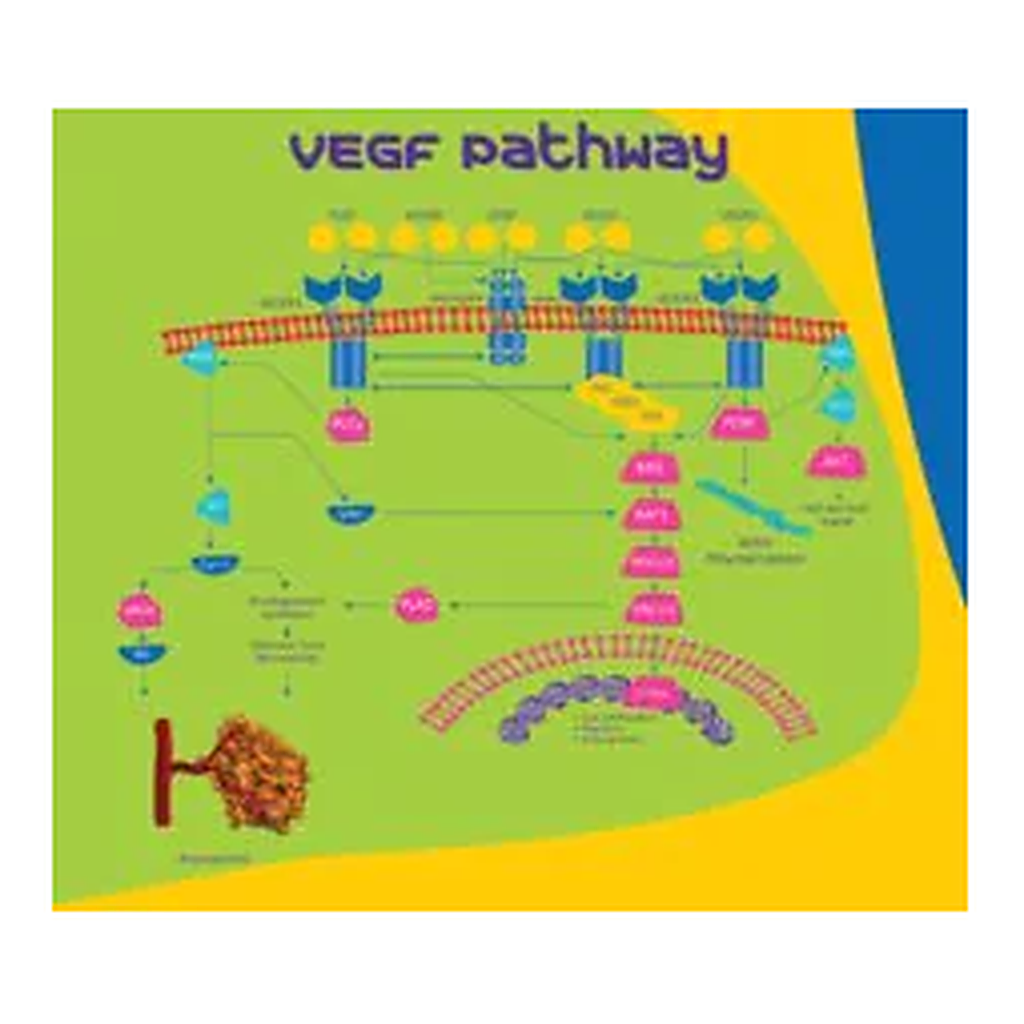 Merck EG-VEGF human