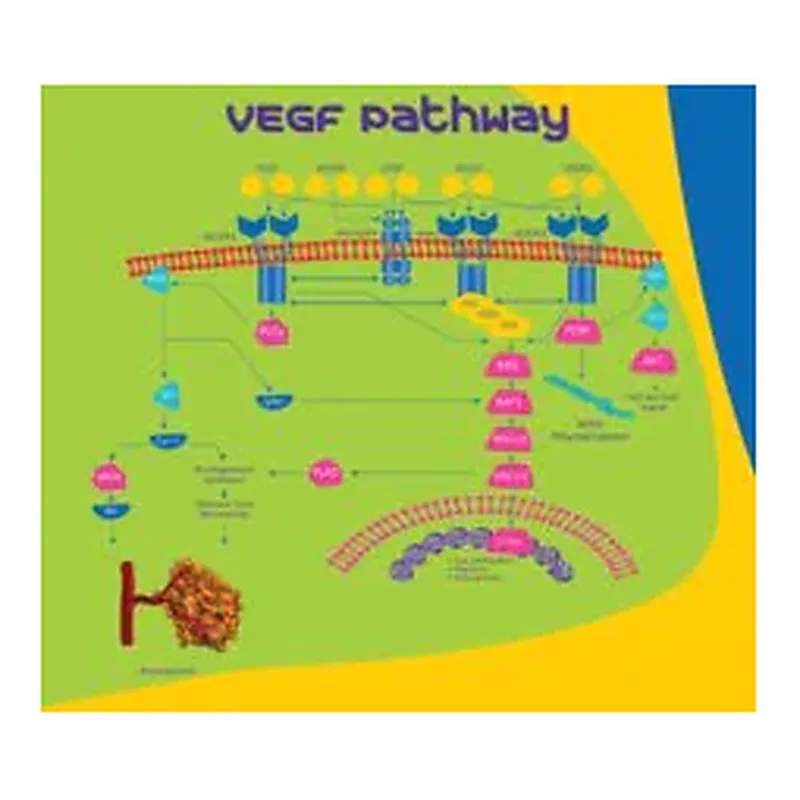 Merck EG-VEGF human