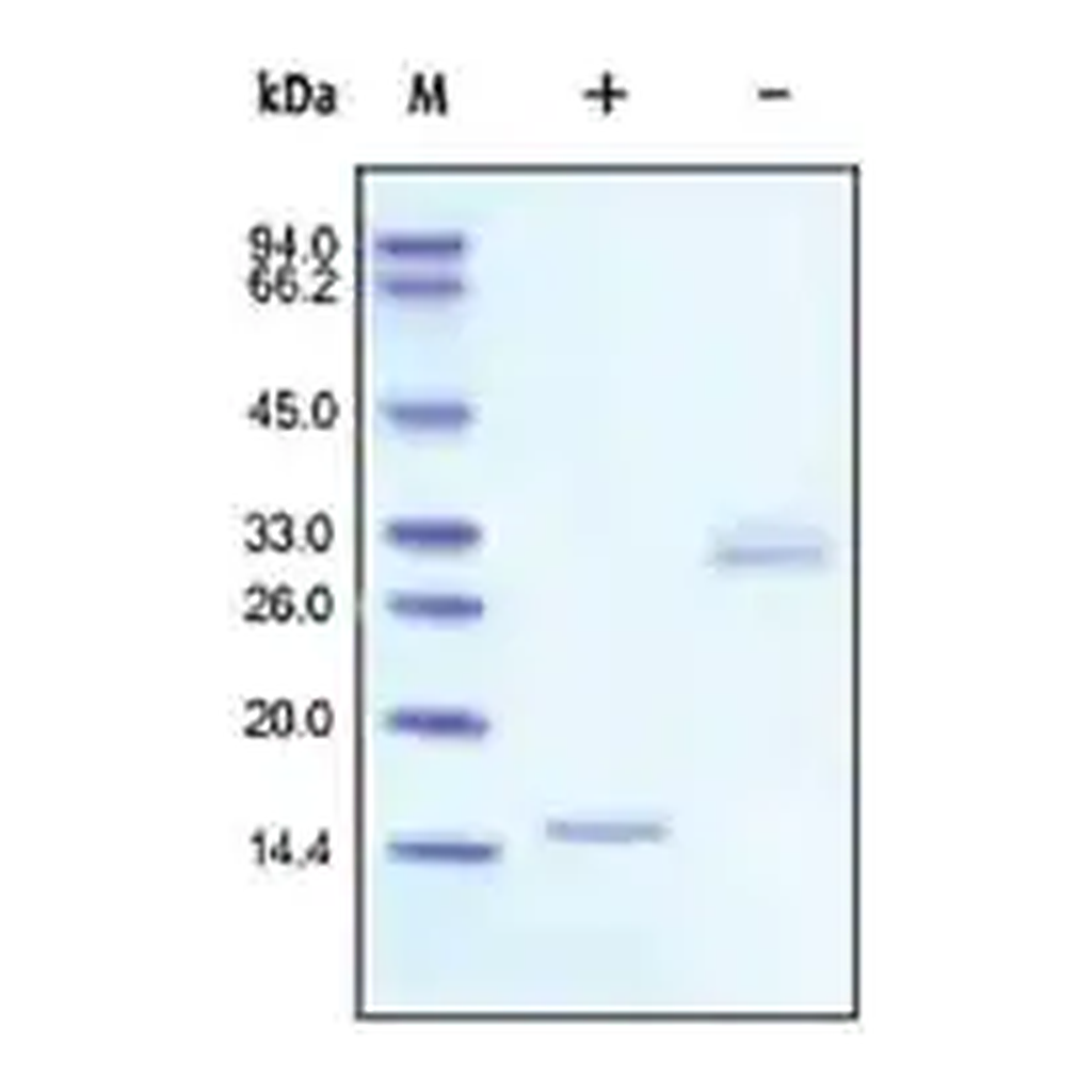 Merck PDGF-BB human