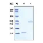Merck PDGF-BB human