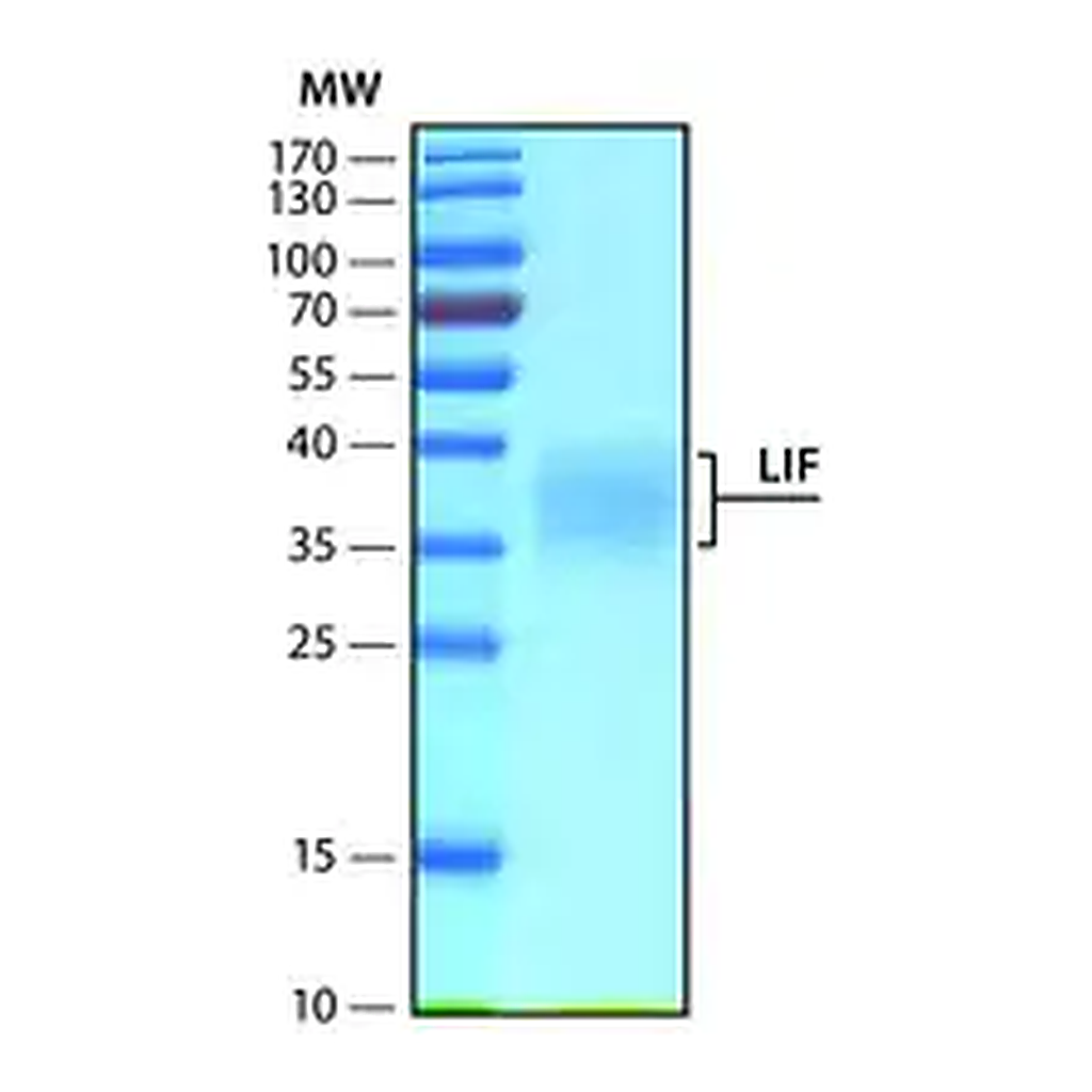 Merck Leukemia Inhibitory Factor