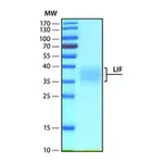 Merck Leukemia Inhibitory Factor