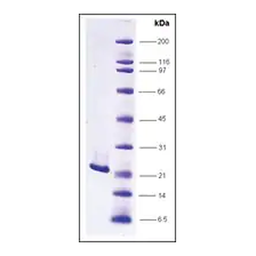 Merck FGF-2 human
