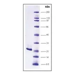 Merck FGF-2 human
