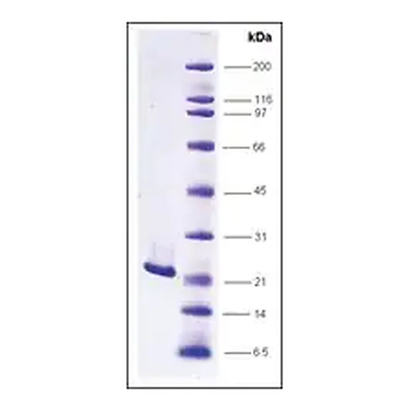 Merck FGF-2 human