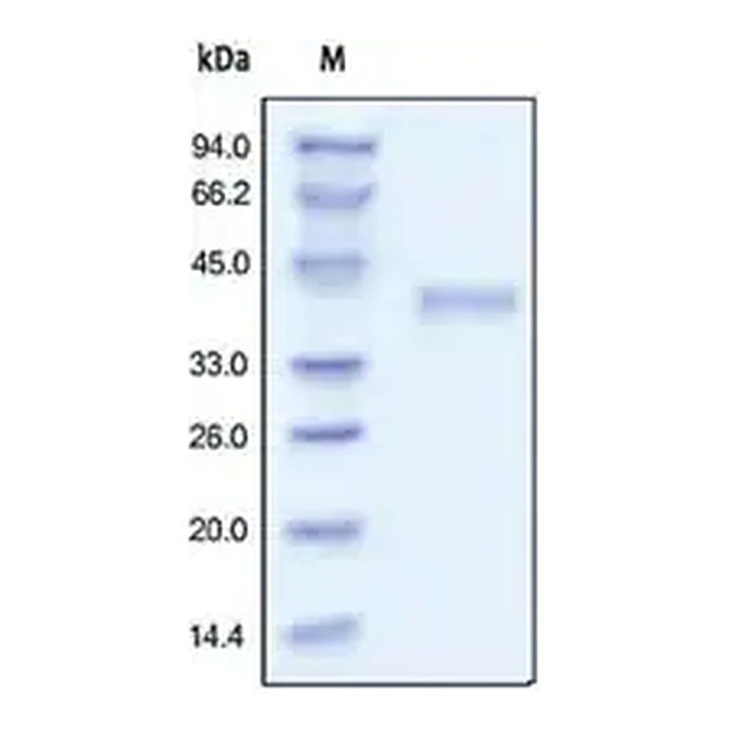 Merck R spondin-1 human