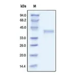 Merck R spondin-1 human