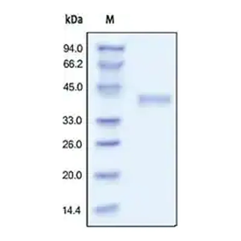 Merck R spondin-1 human