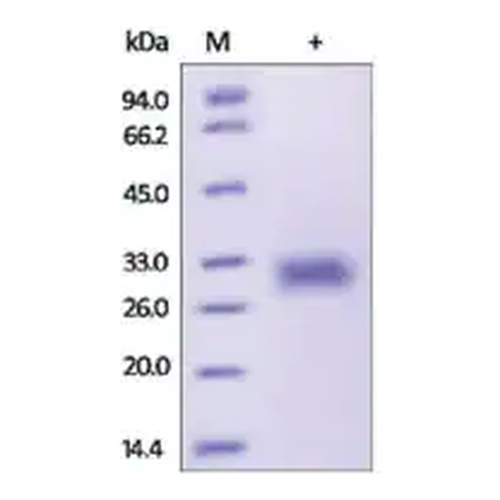 Merck ADIPOQ/Adiponectin/ACRP30 human