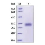 Merck ADIPOQ/Adiponectin/ACRP30 human