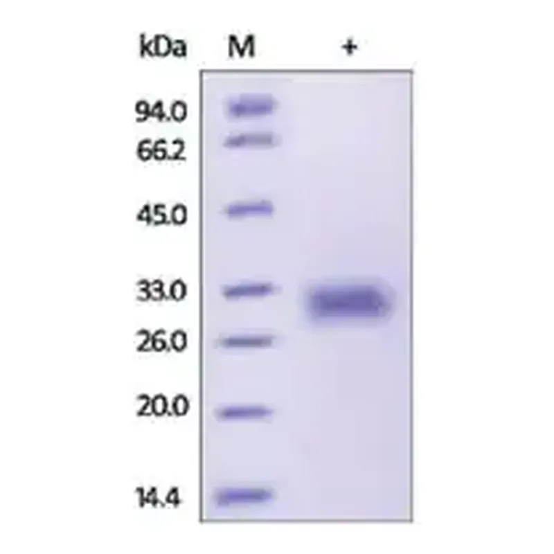 Merck ADIPOQ/Adiponectin/ACRP30 human