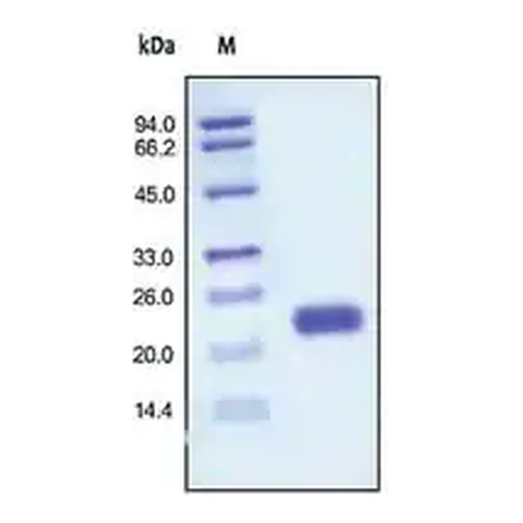 Merck IL-1 Alpha human