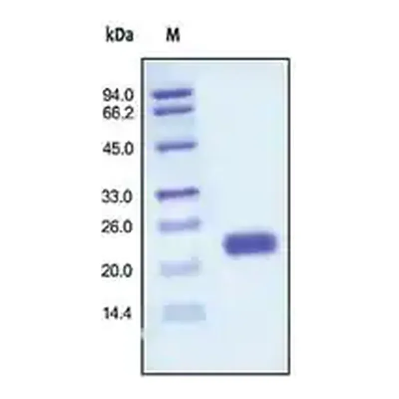 Merck IL-1 Alpha human