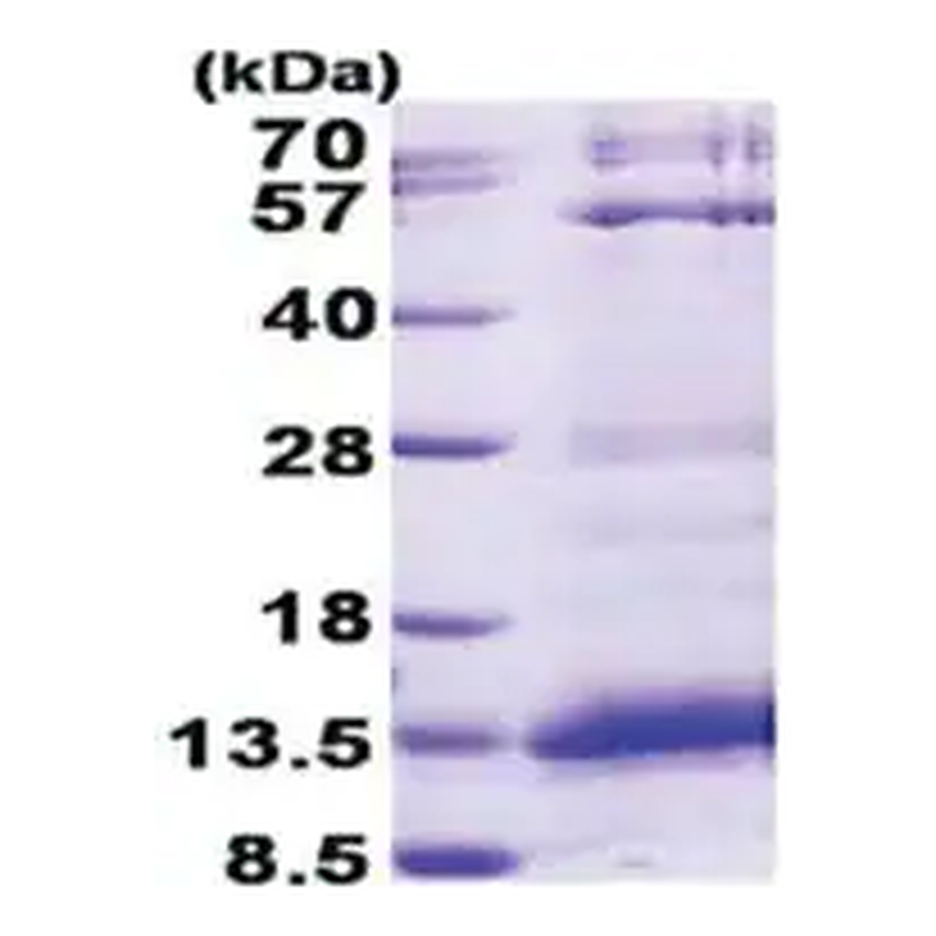 Merck CXCL4 human
