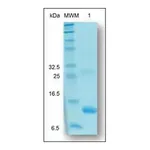 Merck Activin A active human