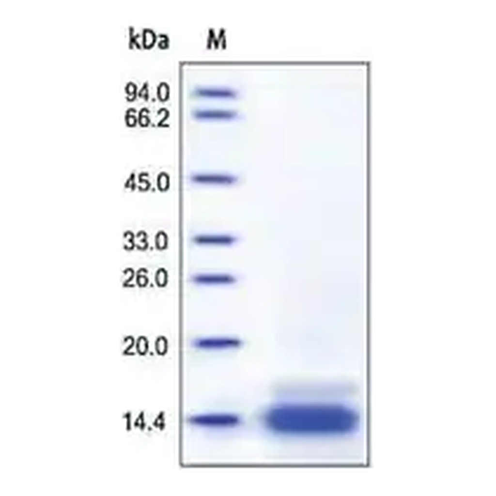 Merck CCL6 from mouse