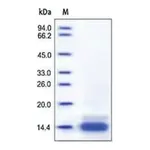 Merck CCL6 from mouse