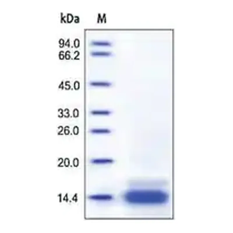 Merck CCL6 from mouse